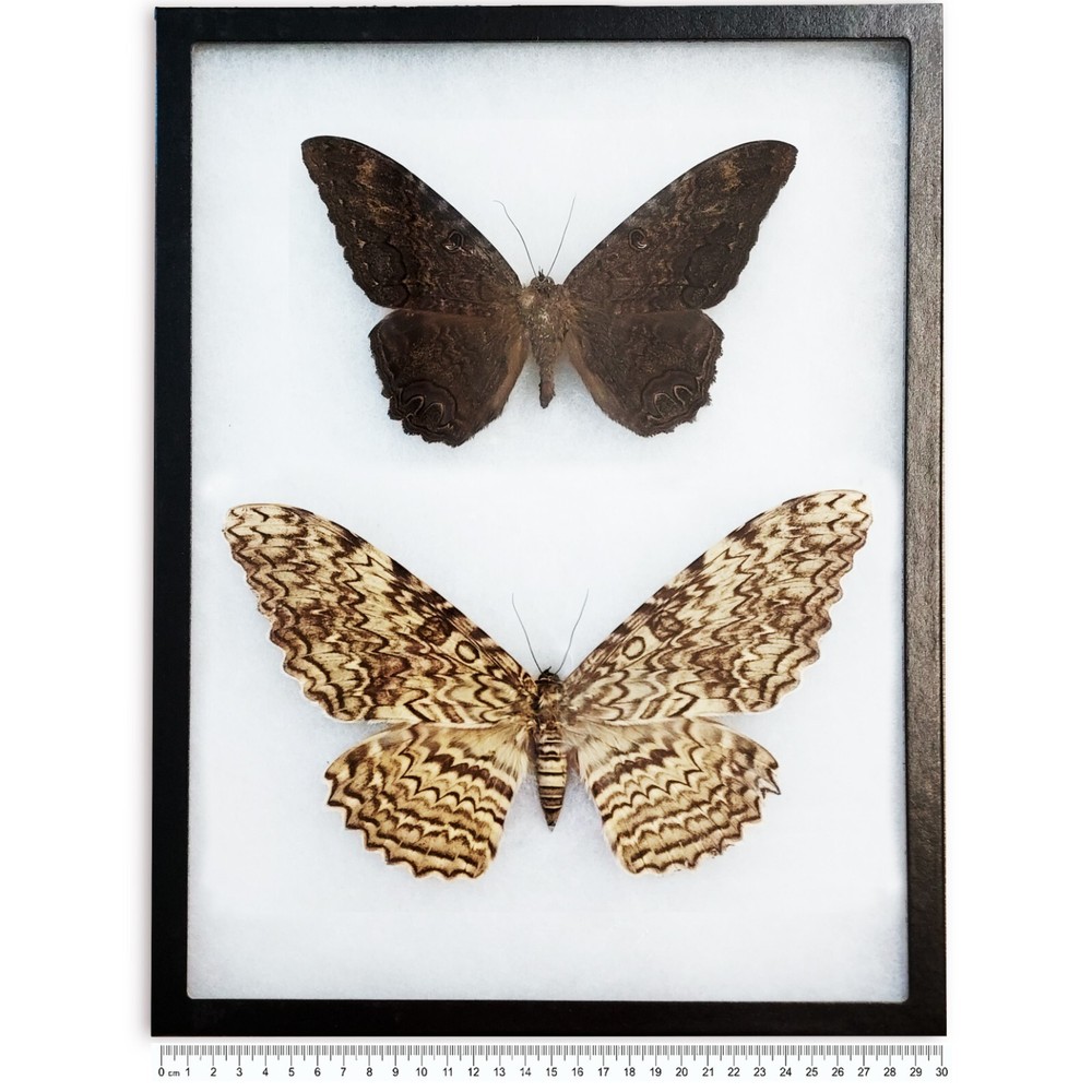 Ascalapha odorata black witch Thysania agrippina white witch moths PAIR FRAMED