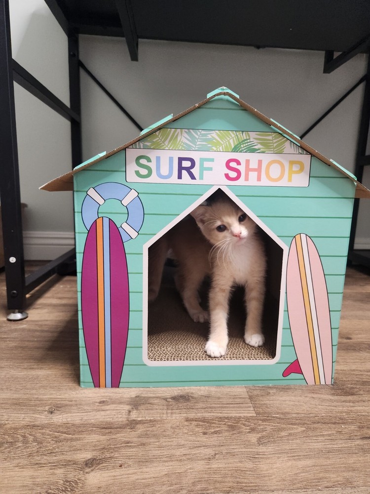 Surf Shop Cat Scratcher