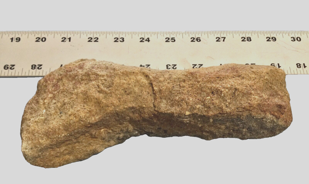 ANKYLOSAURUS SCAPULA - The Armored Dinosaur