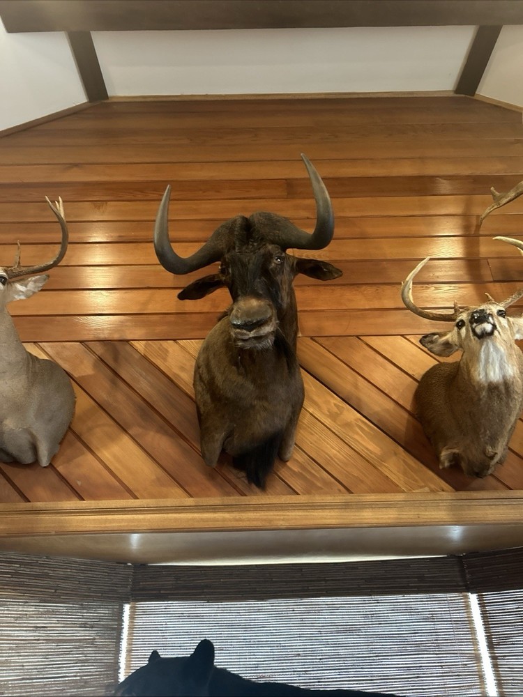 Black Wildebeest Shoulder Mount