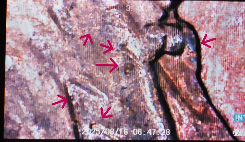 1960 D Lincoln Cent Penny MS Red Rainbow Multiple Error Die Cracks Coin