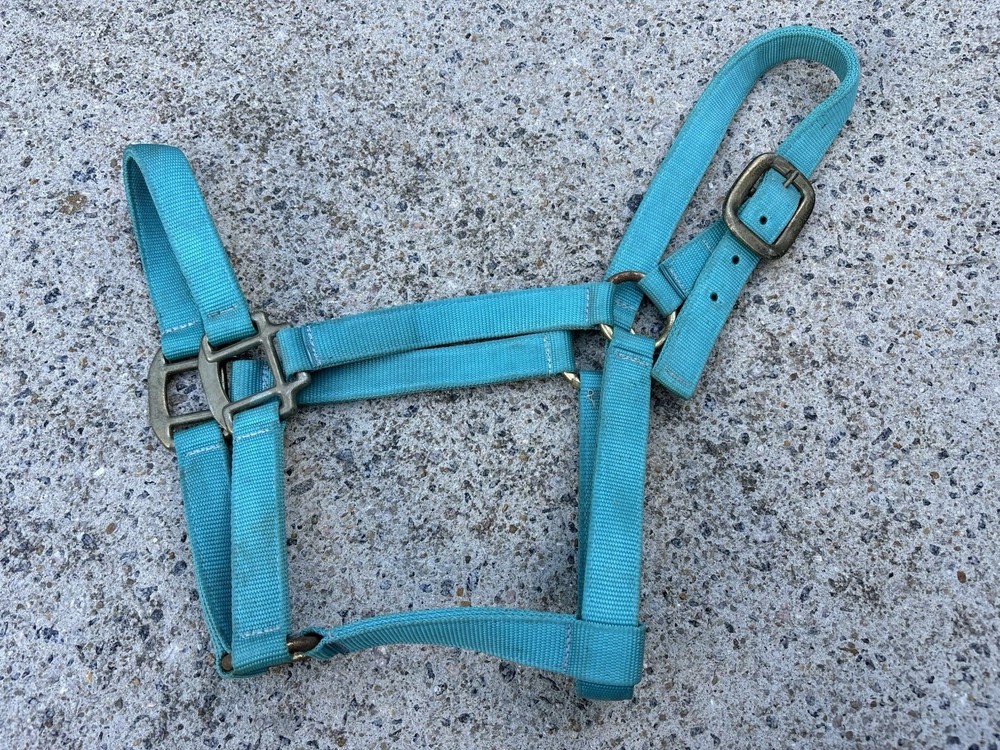USED - Teal Blue Size Medium Horse Halter