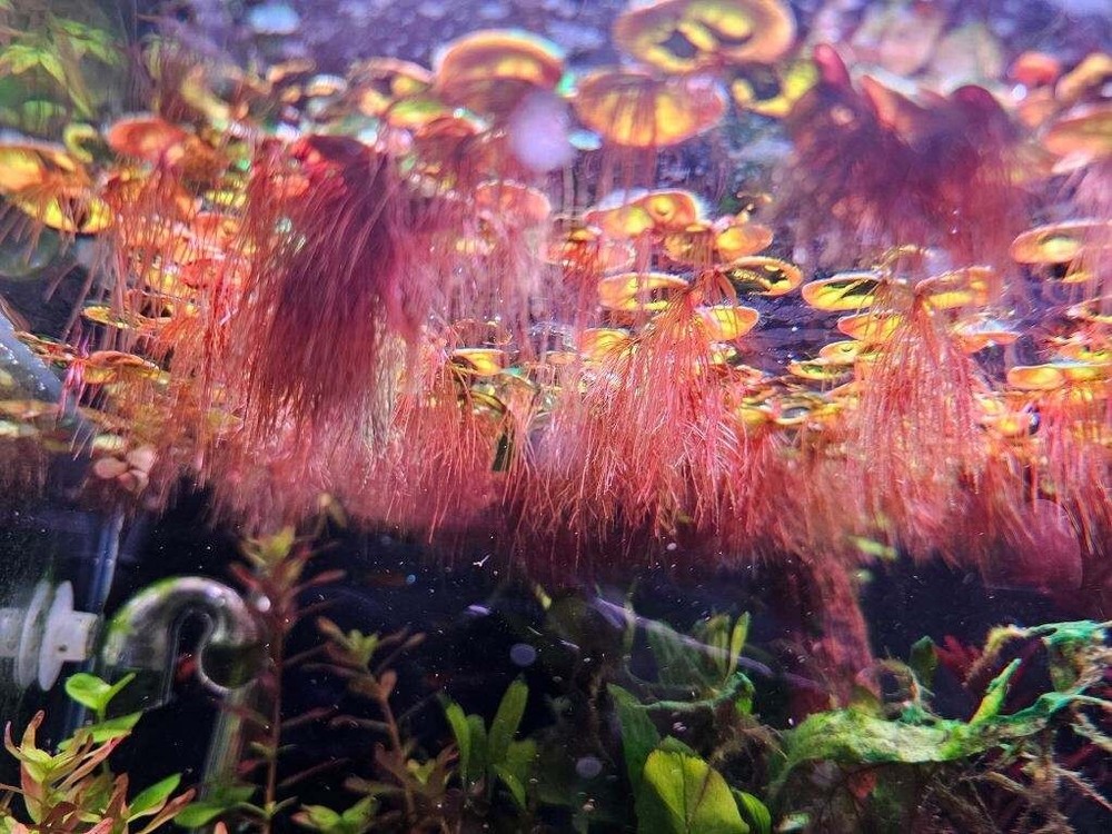 Red Root Floater (Phyllanthus Fluitans) - 5 Pack