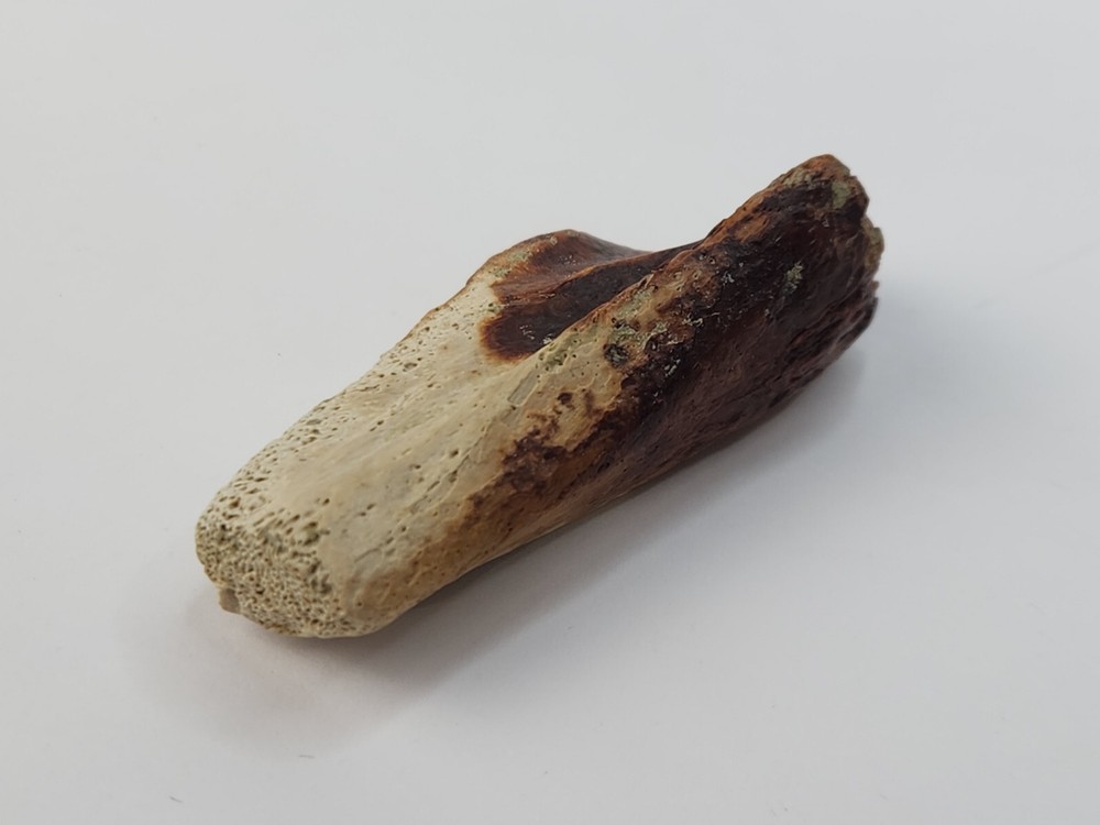 Crocodilian Surangular Jaw Skull Bone Fossil - Judith River Fm. - MT