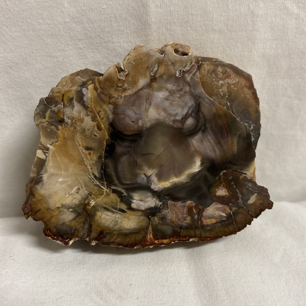 Petrified Wood (3.5” x 2.5”)