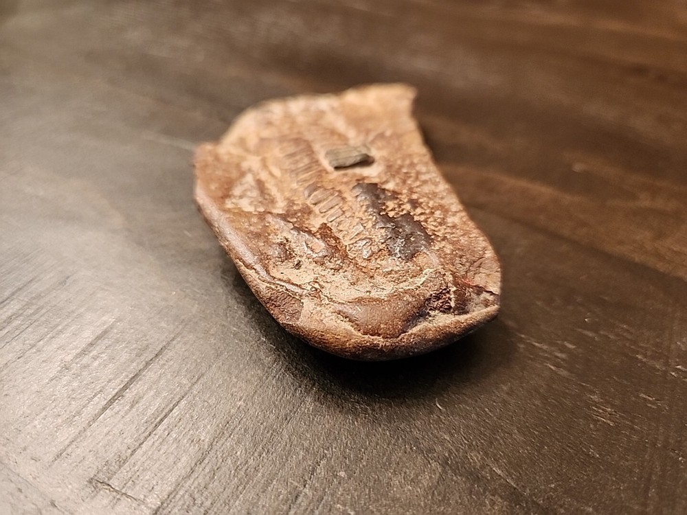 3" Natural Fossil