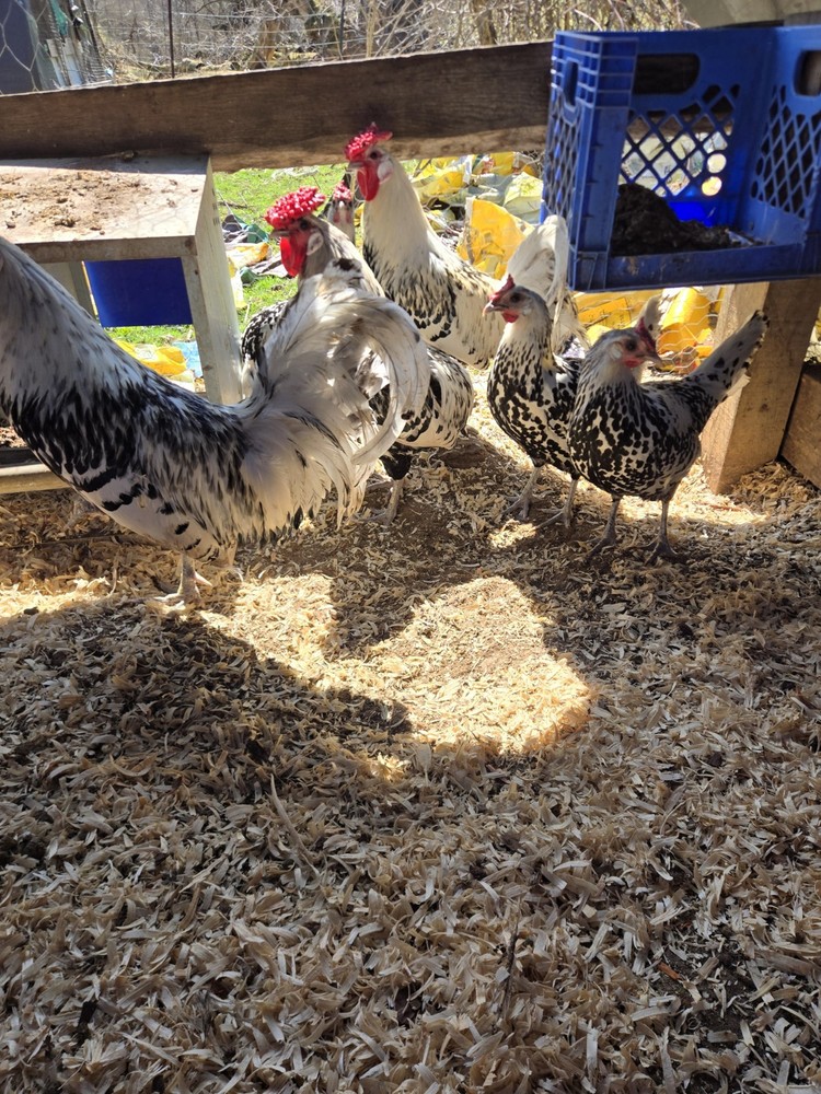 Hamburg Silver Spangled Chicken Hatching Eggs 6 Eggs with 2 Extras