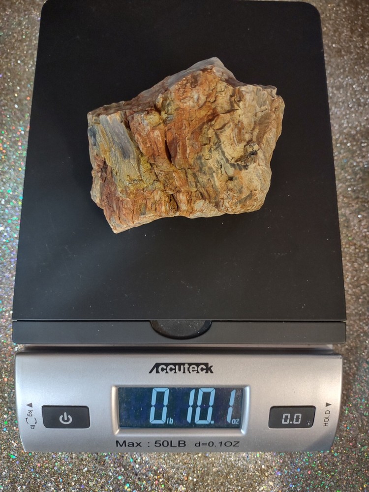 Petrified Opalized Wood Nice Display Colorful Chunk 10 Onces