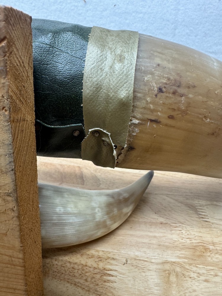 Mounted Steer Bull Horns Set