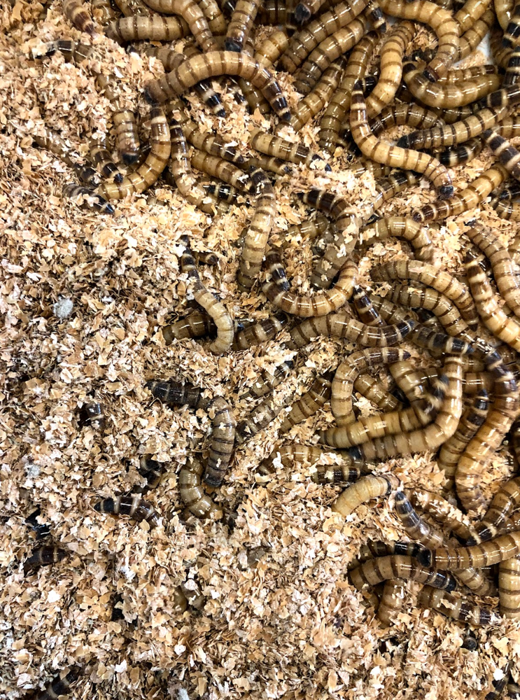 Wheat Bran