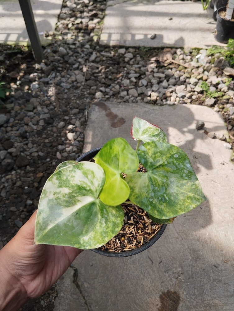 Anthurium Clarynervium Variegated 5 Leave Real Photo