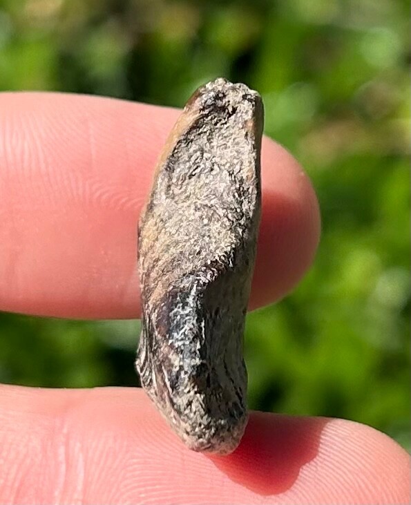 Fossil Enchodus Fish Jaw Section Texas Cretaceous Age Ozan Formation