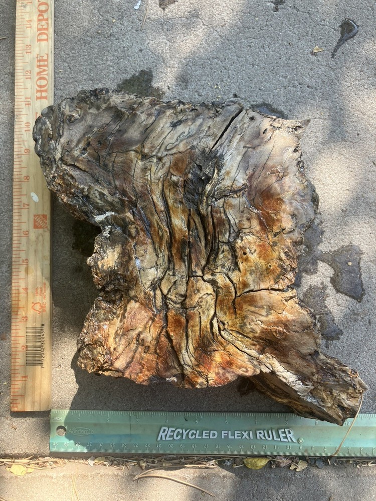 Petrified Wood Specimen