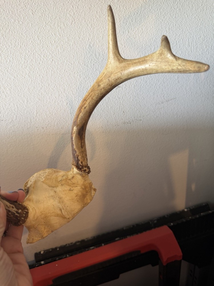 Deer Antlers