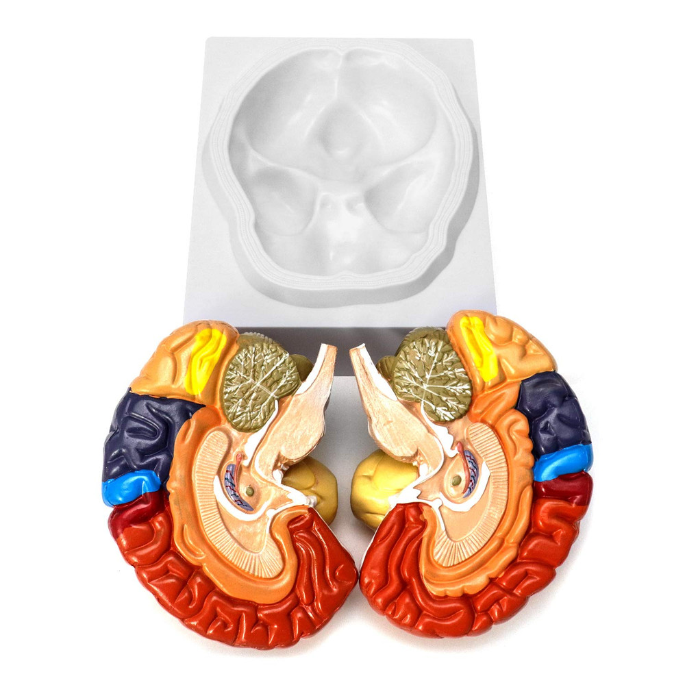 Life Size Human Brain Model 2 Part Color Coded Anatomy Study PVC with Base Class
