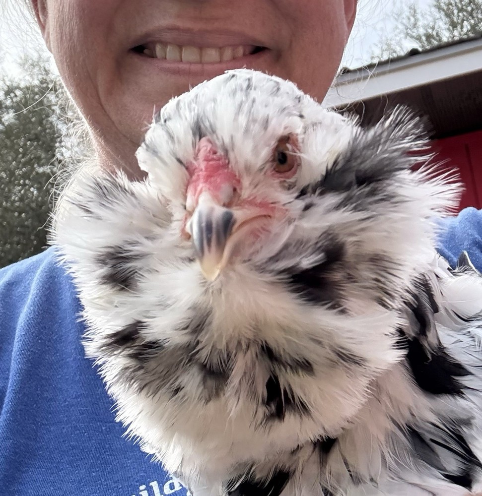 8 Ermine Ameracauna Hatching Eggs