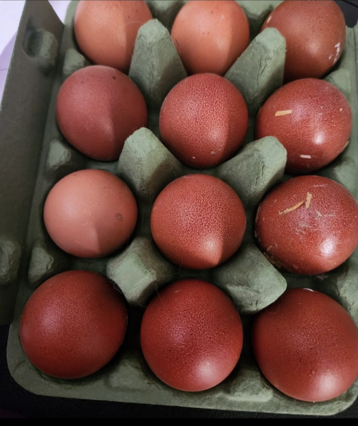6+2 Black Copper Maran Hatching Eggs Spotted Dark Brown