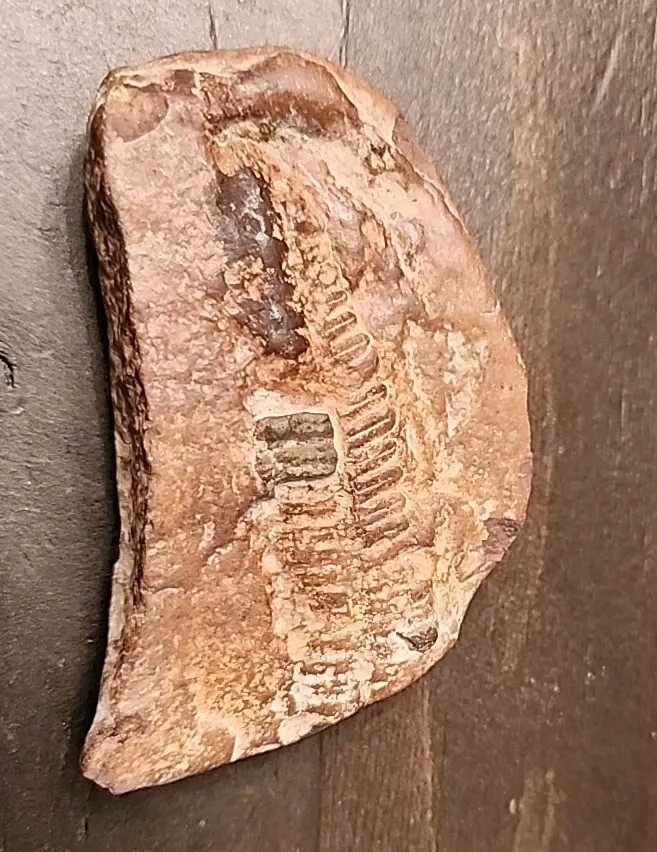 3" Natural Fossil