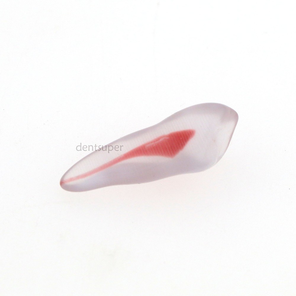 Dental Training 3D RCT Endo Tooth Model Practice Model Curved Root Resin Teeth