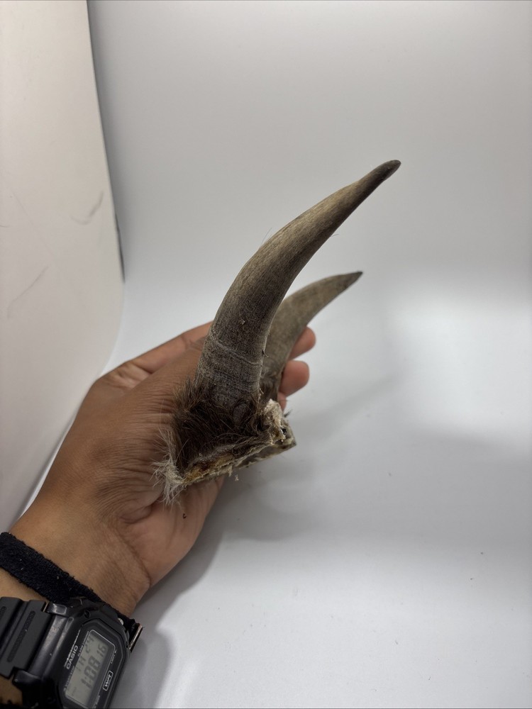 Real Brown Goat Horn: Small