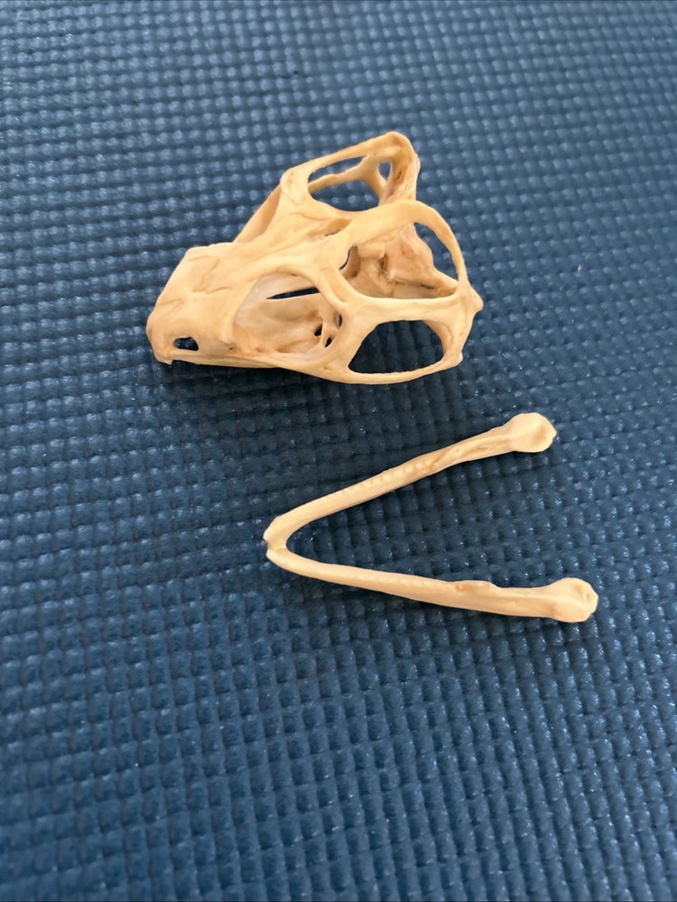 iguana skull Tuatara Resin