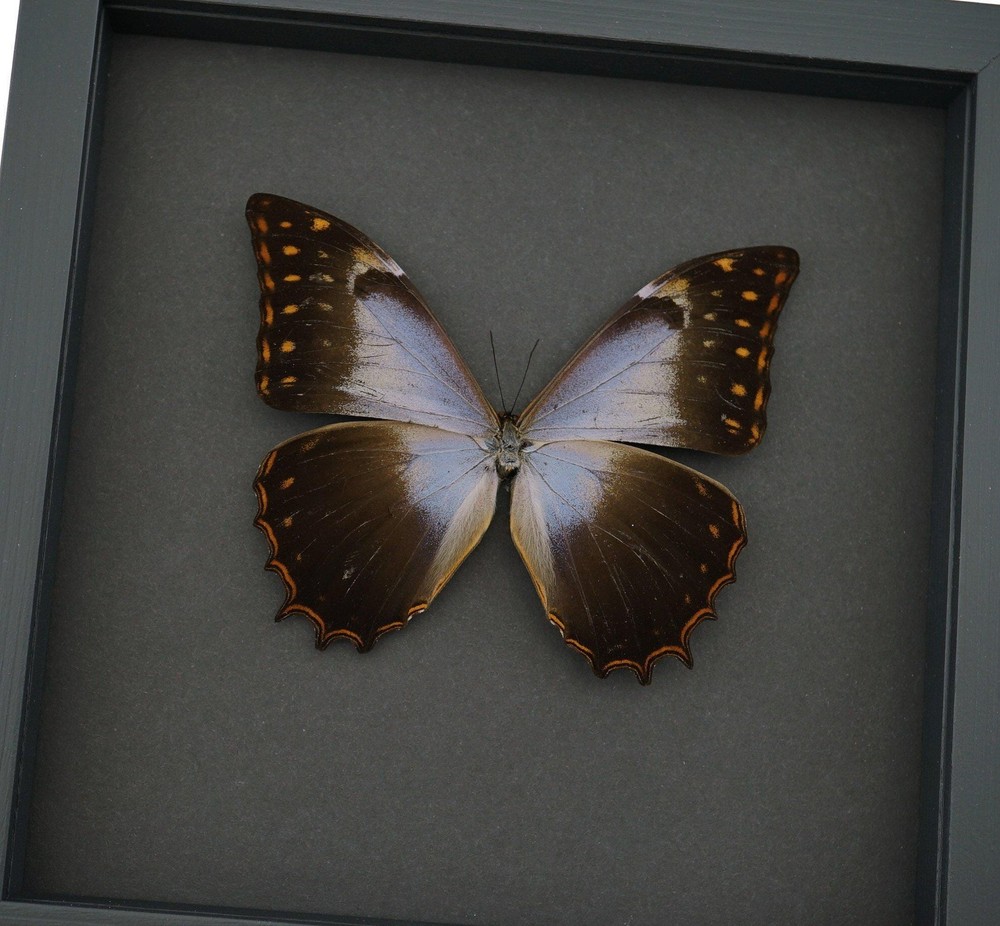 Real Lavender Butterfly Morpho theseus schwertzerii Framed Moonlight Display
