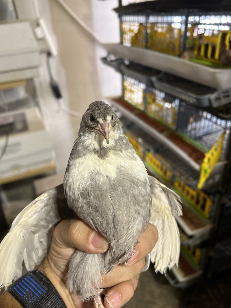 24 Mix All Rare Quail Hatching Eggs