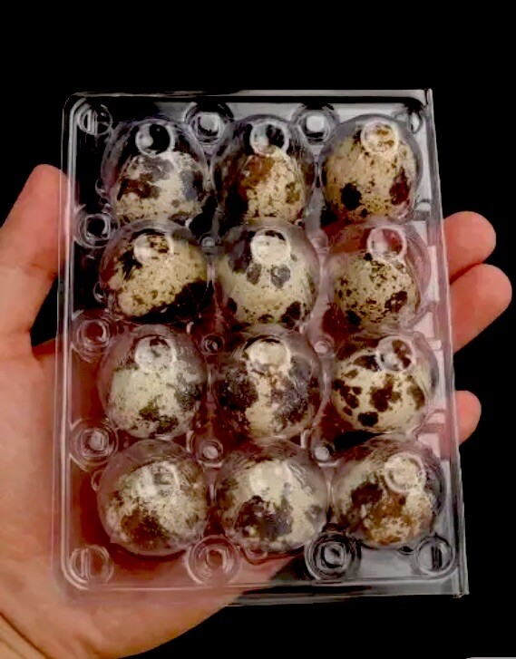 2 Dozen STANDARD Coturnix Hatching Eggs + Extra . NPIP / AI CLEAN