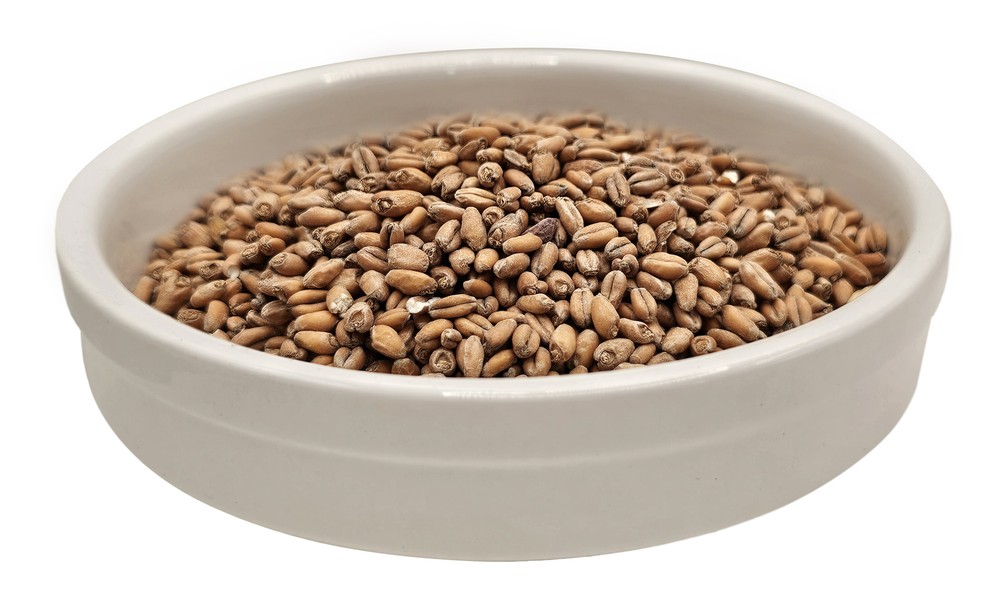 Home Brew Ohio Red Wheat Grain 10lb