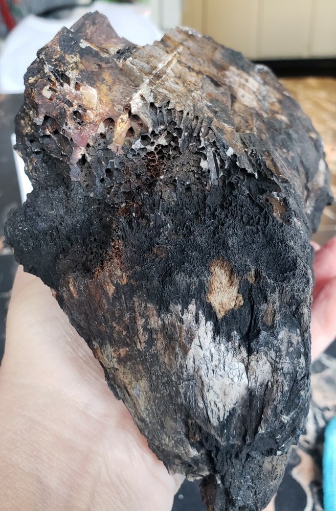 Agatized Opalized Petrified Oregon Fire-scorched Driftwood