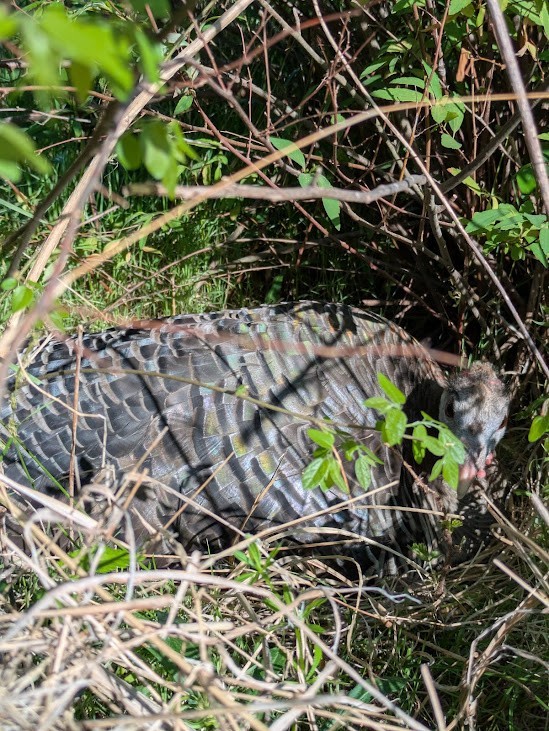 6 Eastern Turkey eggs. Ready to ship now!