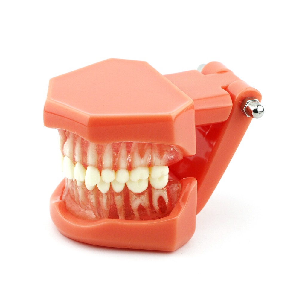 Dental Teaching Removable Teeth Model Adult Standard Typodont Demonstration 7005