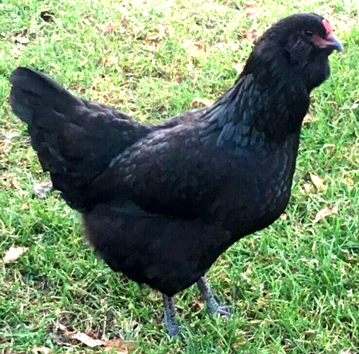 12 NPIP AI CLEAN BLACK AMERAUCANA CHICKEN HATCHING EGGS SHOW QUALITY GRADE A++