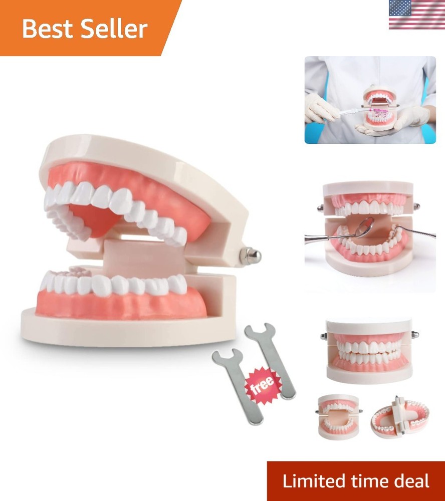 Educational Typodont Model for Kids - Dental Demonstration with Fixed Wrenches