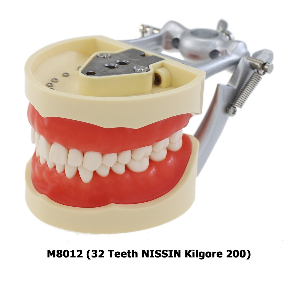 Kilgore Nissin 200 Type Dental Typodont 32PCS Teeth Replacement Training Model