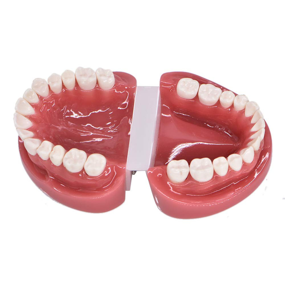 1 Piece Dental Typodont Standard Teeth Model for Teaching Practice Demonstration
