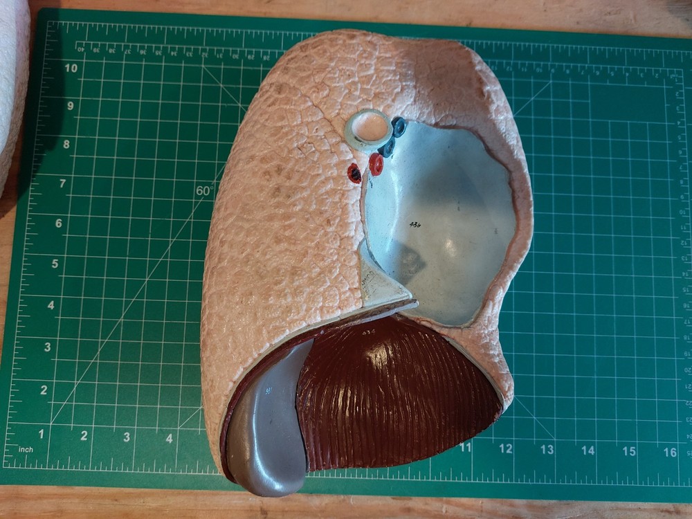 Nystrom Lung Model Medical School Teaching Vintage