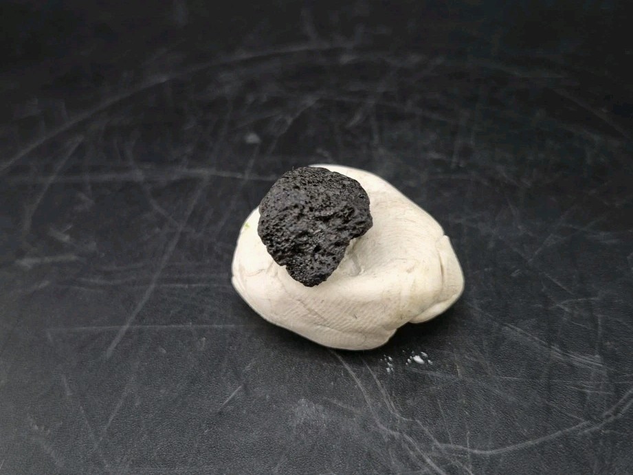 Raptor Talon Fossil Cast Fossil
