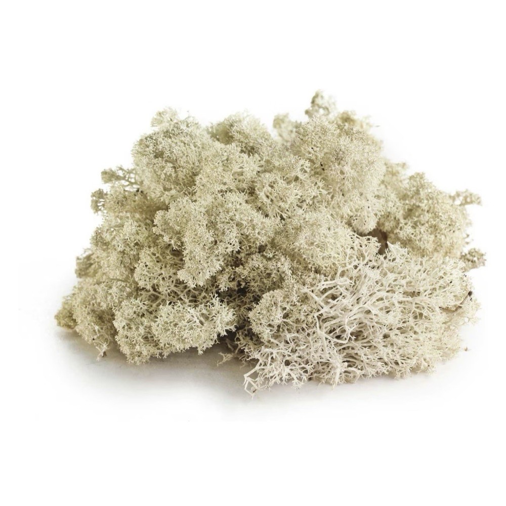 Galapagos Terrarium Starter Kit, Arid