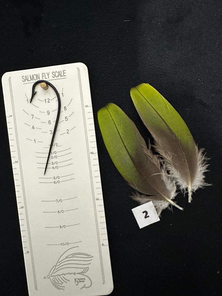 Parrot feathers for Salmon flies