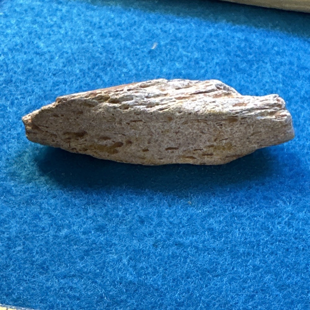 Spinosaurus Extinct Dinosaur Bone Fossil in Case with Toy