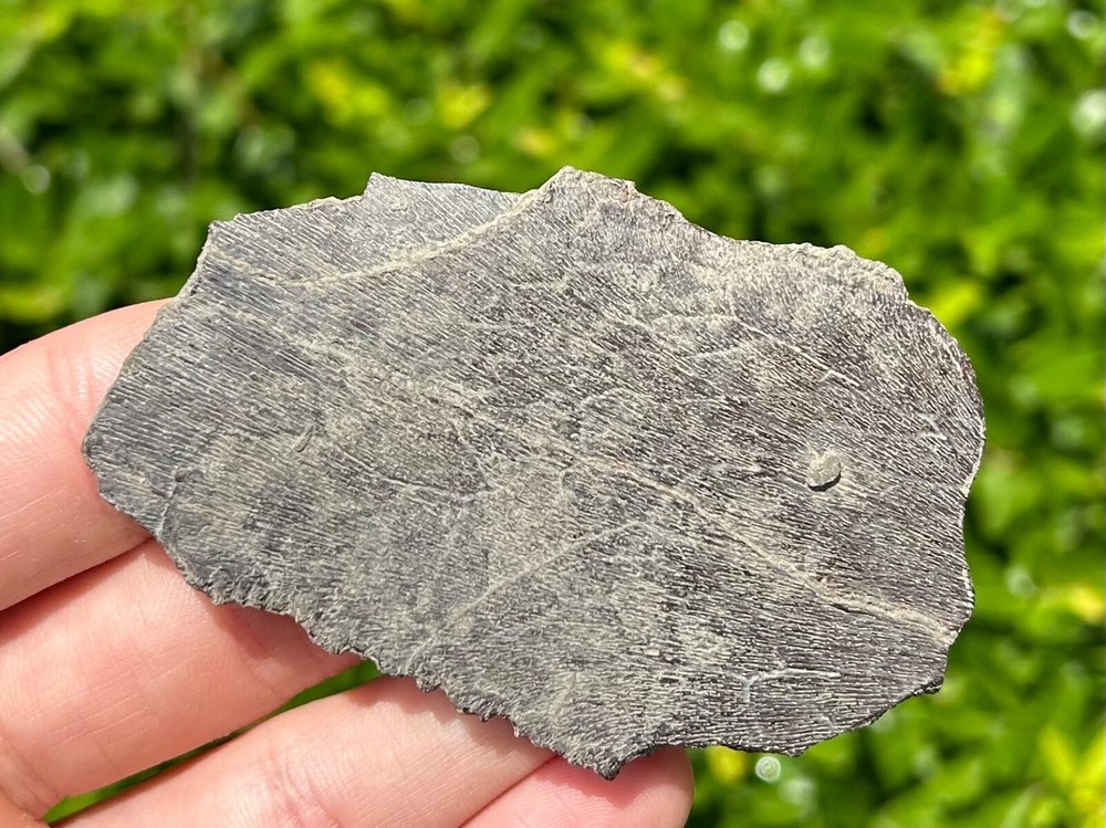 NICE Protostega Fossil Cretaceous Turtle Shell Dinosaur Bones Ozan Formation