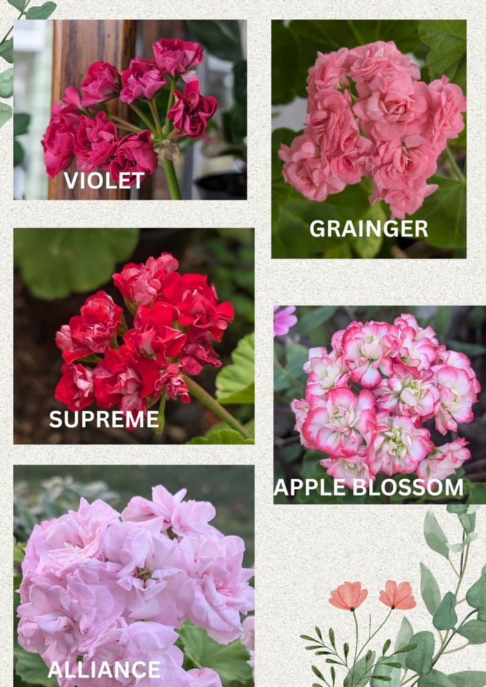 Rosebud Geranium - Appleblossom - LIVE & ROOTED Plants