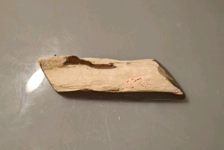 Fossilized Wood Polished