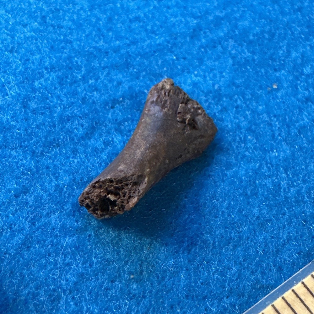 Dimetrodon Limb Bone Fossil in Display Case Extinct Pre-Dinosaur