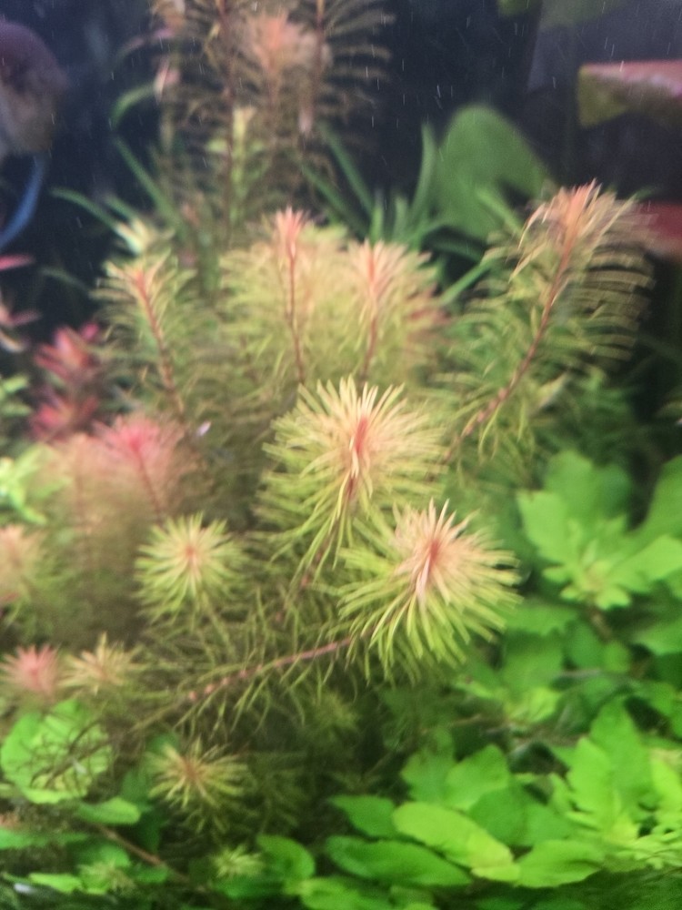 Rotala Wallichii 15 Stems