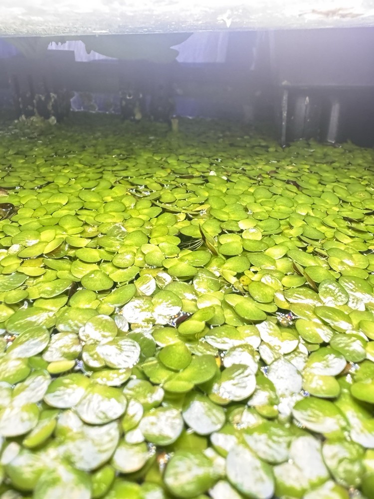 100+ GIANT Duckweed