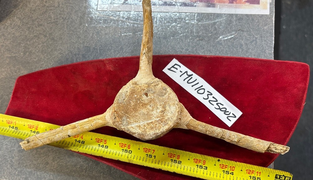 Mosasaurus Vertebrae
