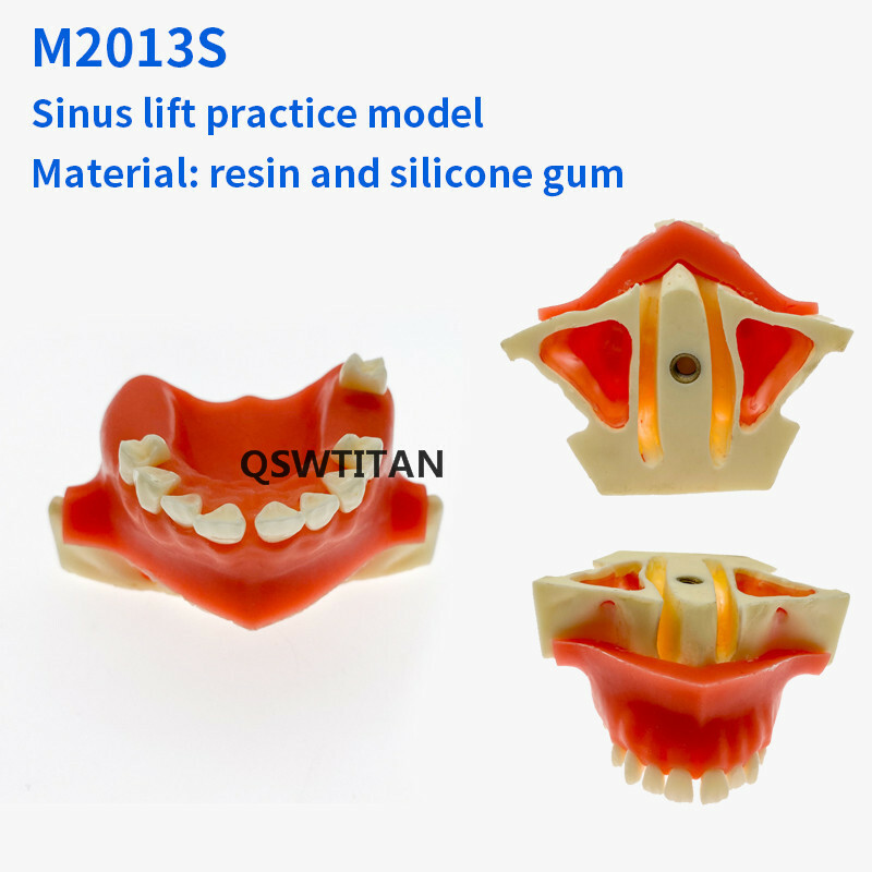 Dental Sinus Lift Practice Teeth / Tooth Model Simulation Typodont Study Model