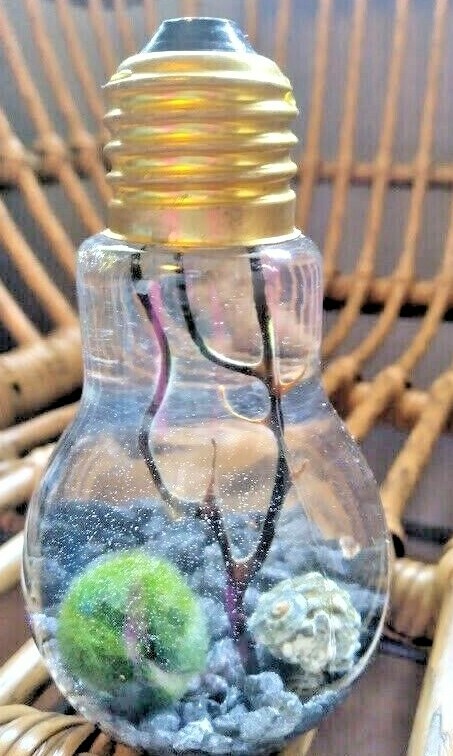 Miniature Marimo Moss Ball Terrarium
